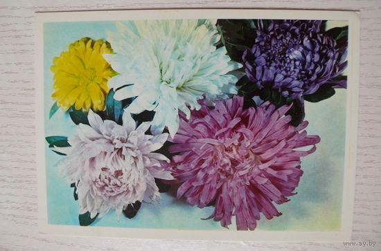 Савалов Е., Астры, 1976, подписана.