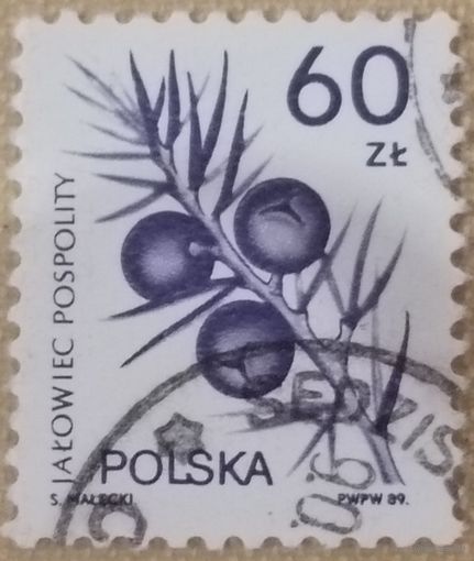 Польша 1989. Можевельник