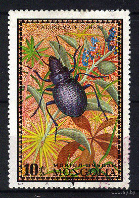 1972 Монголия. Жук