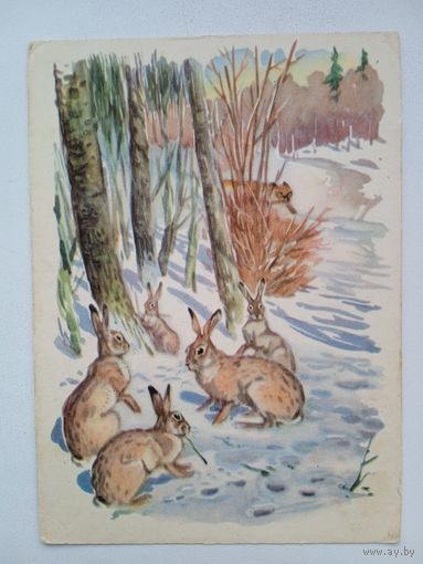 1959. Фролов. Зайцы в лесу