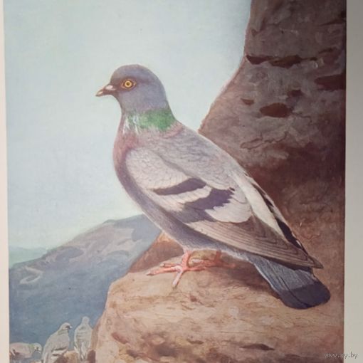 Дикий голубь. Литография СПБ. Энциклопедическая гравюра конец 19века 25х17см. РАСПРОДАЖА КОЛЛЕКЦИИ.