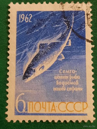 СССР 1962. Семга-ценная рыба водоемов нашей страны. Полная серия