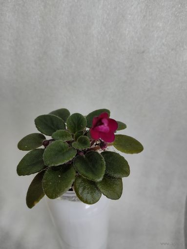 Фиалка мини Presion Red