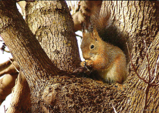 Открытка "Белка"