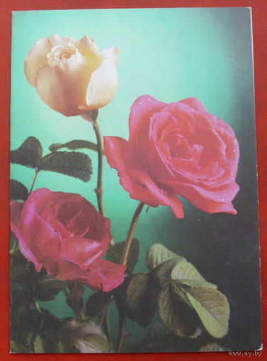 Поздравляю! Подписанная. Двойная. 1990 года. Костенко. 754.
