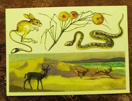 Открытка "КАРАКУЛЬСКИЙ заповедник"