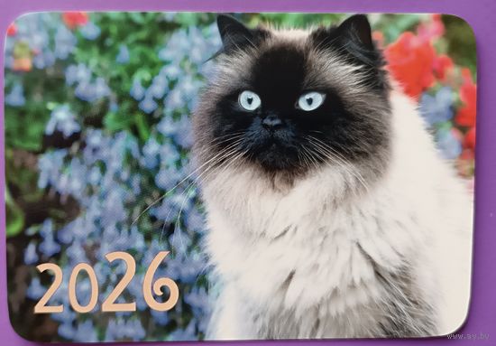 Кот. Календарик, глянец, 2026. Траско