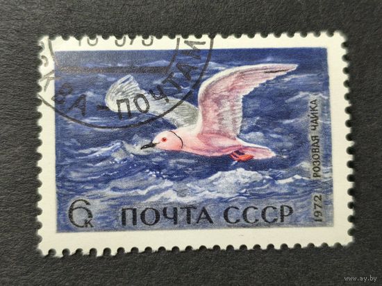 1972 СССР. Морские птицы. Розовая чайка