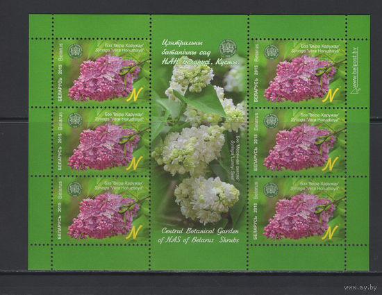 Флора кусты Беларусь 2015 Малый лист "Центральный ботанический сад."Сирень"Вера Хоружая"