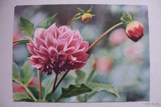 Зиверт Л., Георгин; 1964, подписана.