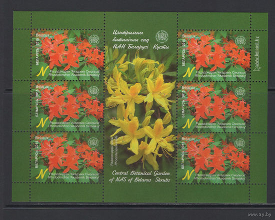 Флора кусты Беларусь 2015 Малый лист "Центральный ботанический сад."Рододендрон Академик Смольский"