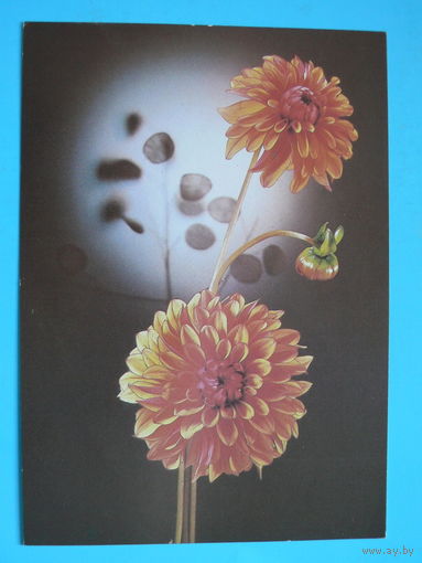 Киндрова Д.(фото), Георгины,  1987, чистая.