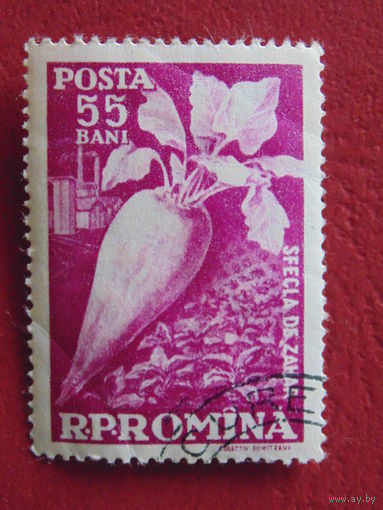 Румыния. Свекла.