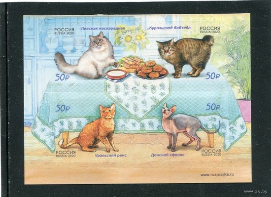 Россия 2020. Кошки. Нижний квартблок
