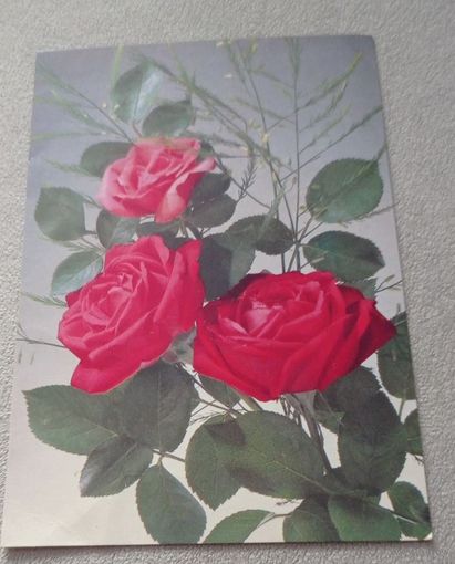 Розы, чистая.