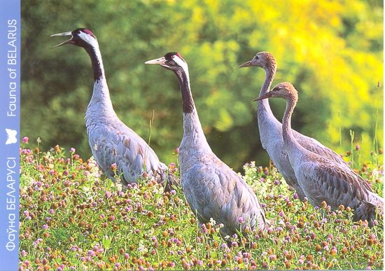 Фауна Беларуси: серый журавль, тираж 4000 экз., чистая, 2016