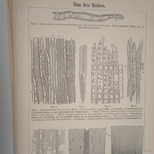 Гравюра энциклопедическая 19век. 25х17cм. Германия. РАСПРОДАЖА КОЛЛЕКЦИИ.