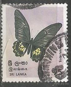 Шри Ланка. Птицекрылая бабочка. 1978г. Mi#483.