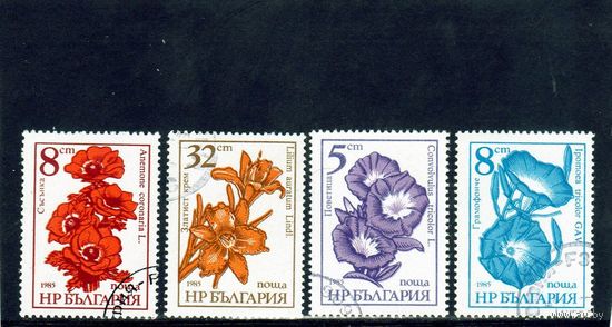 Болгария.Флора.Цветы.