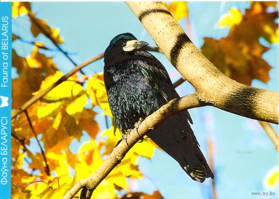 Фауна Беларуси: грач, тираж 3000 экз., чистая, 2012
