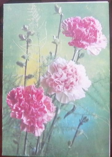 1982 год Г.Костенко