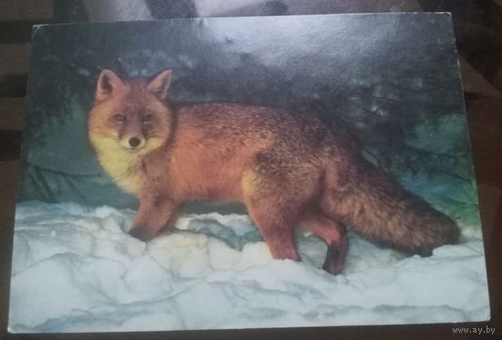 1990 год Лиса