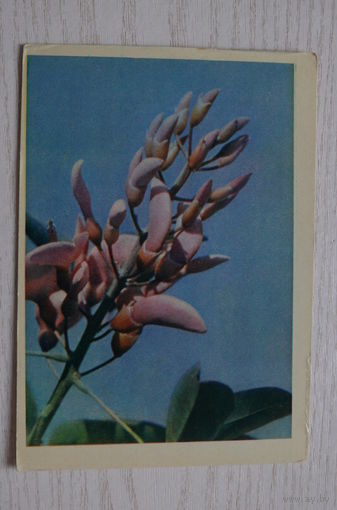 Раскин Л.(фото), Цветы кораллового дерева; 1963, чистая.