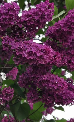 Сирень саженец