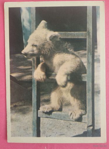 Игнатович Е. Медвежонок. 1963 г. Чистая