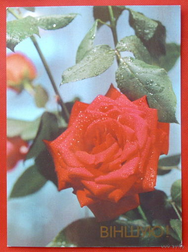 Вiншую! Подписанная. 1990 года. 491.