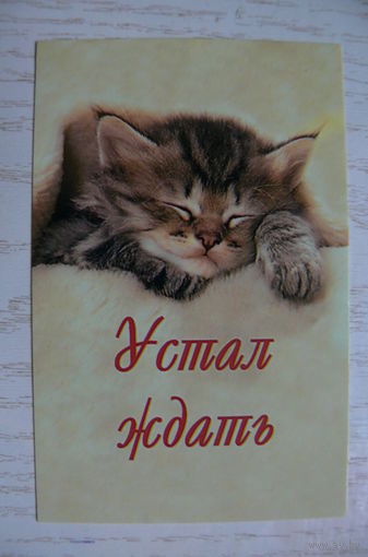 Календарик, 2006, Устал ждать. Котёнок, кошки.