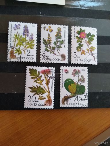 1985 СССР Загорский 5580-5584 полная серия флора клей MNH** (сф-4)