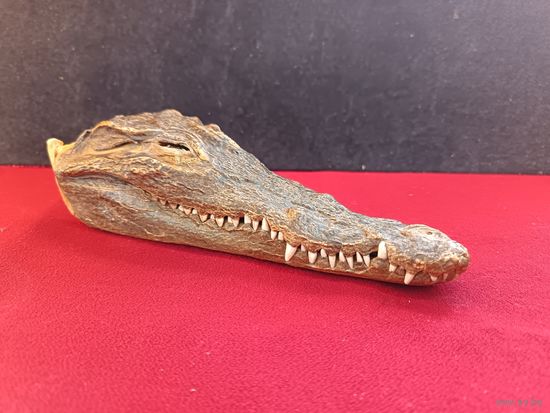 С рубля без мц. крокодил голова. чучело. 22х10х6см.