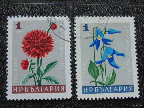 Болгария. Цветы.