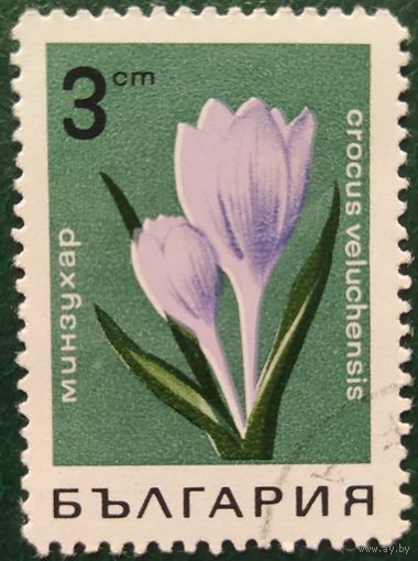 Болгария 1968 цветы 1 из 7.