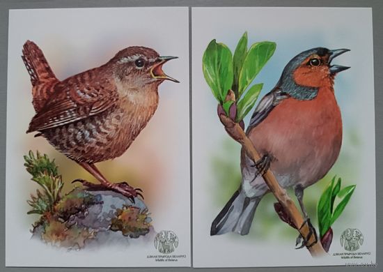 Птицы. Открытки