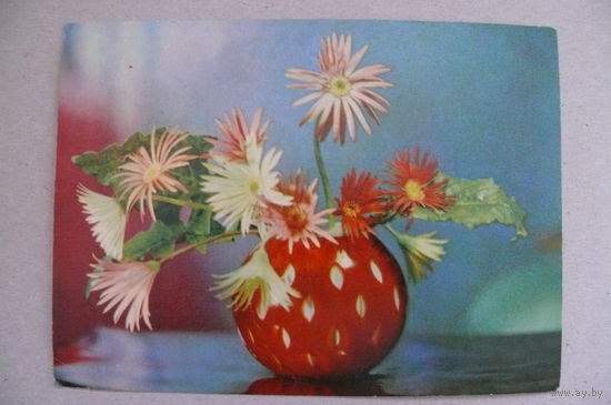 Шамшин К., Якименко Р., Гербера, 1969, подписана (Киев).