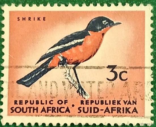Южная Африка 1961. Красногрудый певчий сорокопут