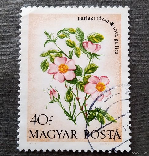 Марка Венгрия 1974 год Цветы