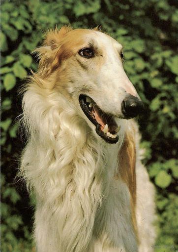 Почтовая открытка "Русская псовая борзая"