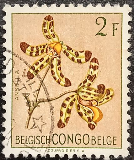 Конго а. Флора. Цветы. Anselia