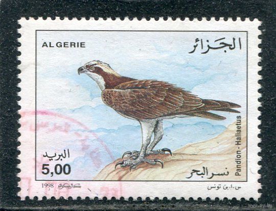Алжир. Фауна. Скопа, хищная птица
