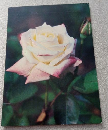 Роза "Америка Херитадж", чистая. Издательство "Планета", 1983