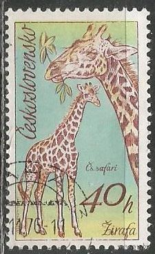 Чехословакия. Парк Двур Кралове. Жираф. 1976г. Mi#2347.