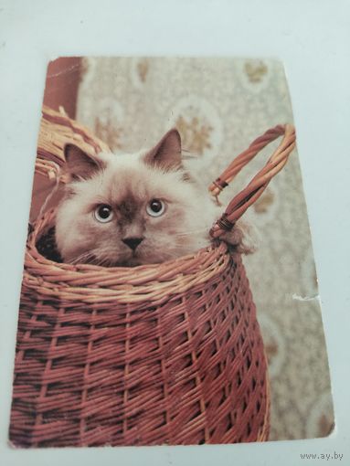Карманный календарик 1993г.