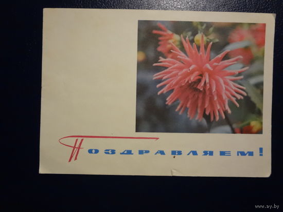 Поздравляем!  Георгины.  1965 г.  подписанная.