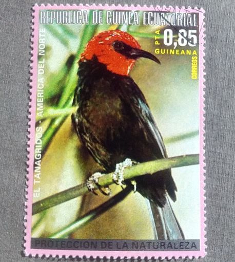 Марка Экваториальная Гвинея 1976 год Птицы