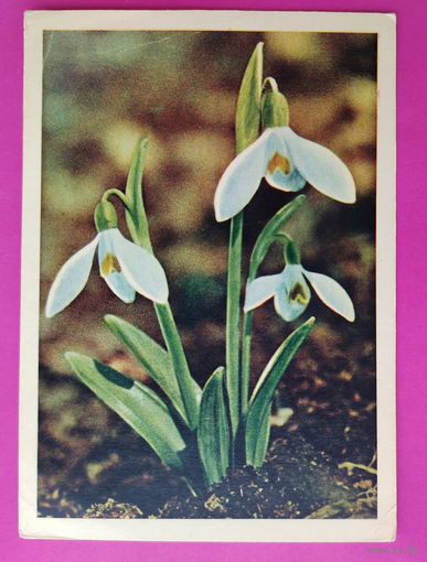 Подснежник белый. Чистая. 1965 года. Гайлитис. 2341.