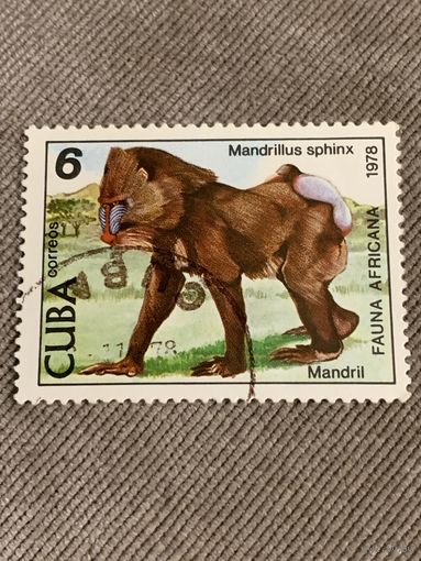 Куба 1978. Фауна Африки. Мандрил. Марка из серии
