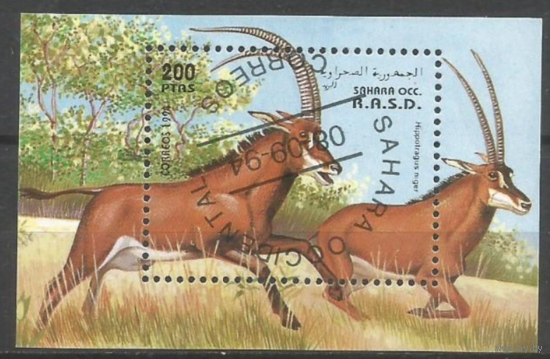 Фауна Животные  1994 Сахара